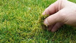 The Importance of Lawn Feed for a Healthy Garden